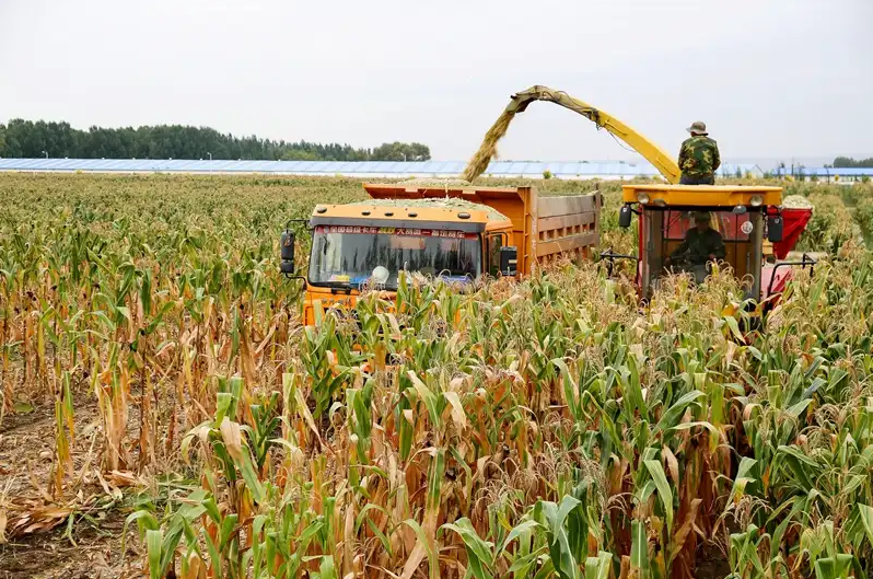 2025年秋收农作物秸秆饲料化利用指导意见